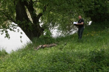 Cadavru scos pe malul Somesului de pompieri