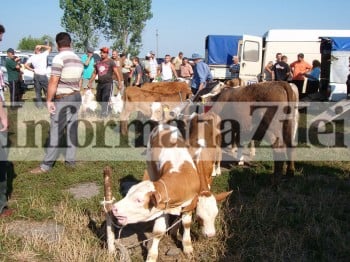 Vitei si purcei ieftini la targ de la Botiz