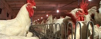 producatorii resping acuzatiile privind carnea de pui