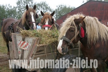 Cai din Satu Mare