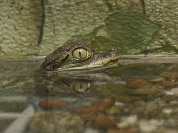 Caiman Crocodilus