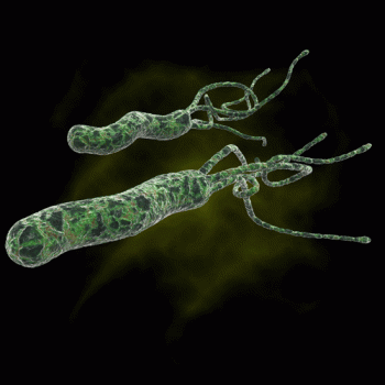 Bacteria Helicobacter pylori prezinta un factor de risc major pentru dezvoltarea cancerului gastric