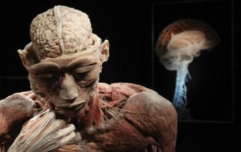 O mostră din expoziția "The Human Body"