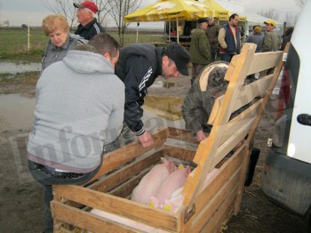 Purceii au fost cautati in targul de la Botiz