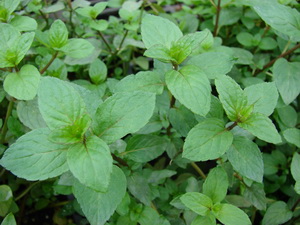 Menta-Mentha-x-piperita