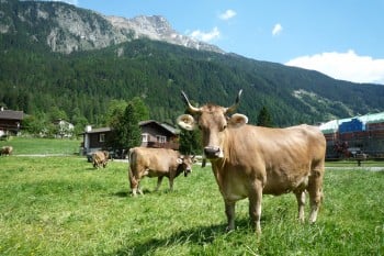 Se poate solicita subventia pentru bovine