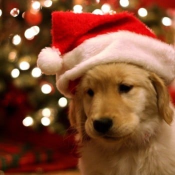 Cute-Christmas-Puppy