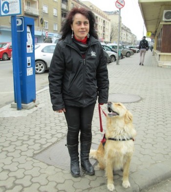 Legea spune că un câine ghid care însoțește persoana cu handicap grav are acces liber și gratuit în toate locurile publice și în toate mijloacele de transport