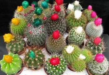 " Expo cactuşi 2014 "- 27 mai  - 1 iunie 