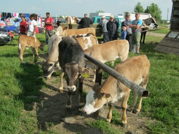 Creste oferta de vitei in targuri