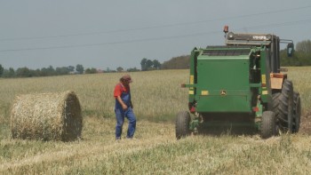 La Doba se balotează paiele rămase după grindină