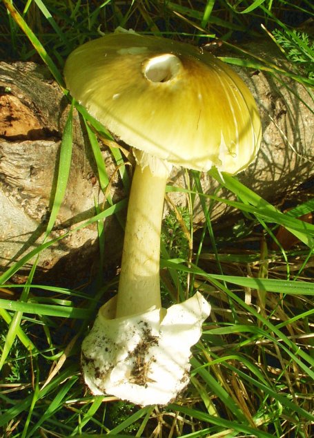 Amanita phalloides (buretele viperei) este cea mai otravitoarea ciuperca din Romania si probabil din lume