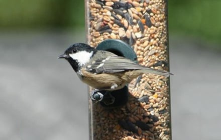 Printre speciile care trec prin grădinile noastre se numără țicleanul, vrabia de câmp, pițigoiul mare, vrabia de casă, mierla, pitulicea mică, silvia cu cap negru, căneparul sau sticletele