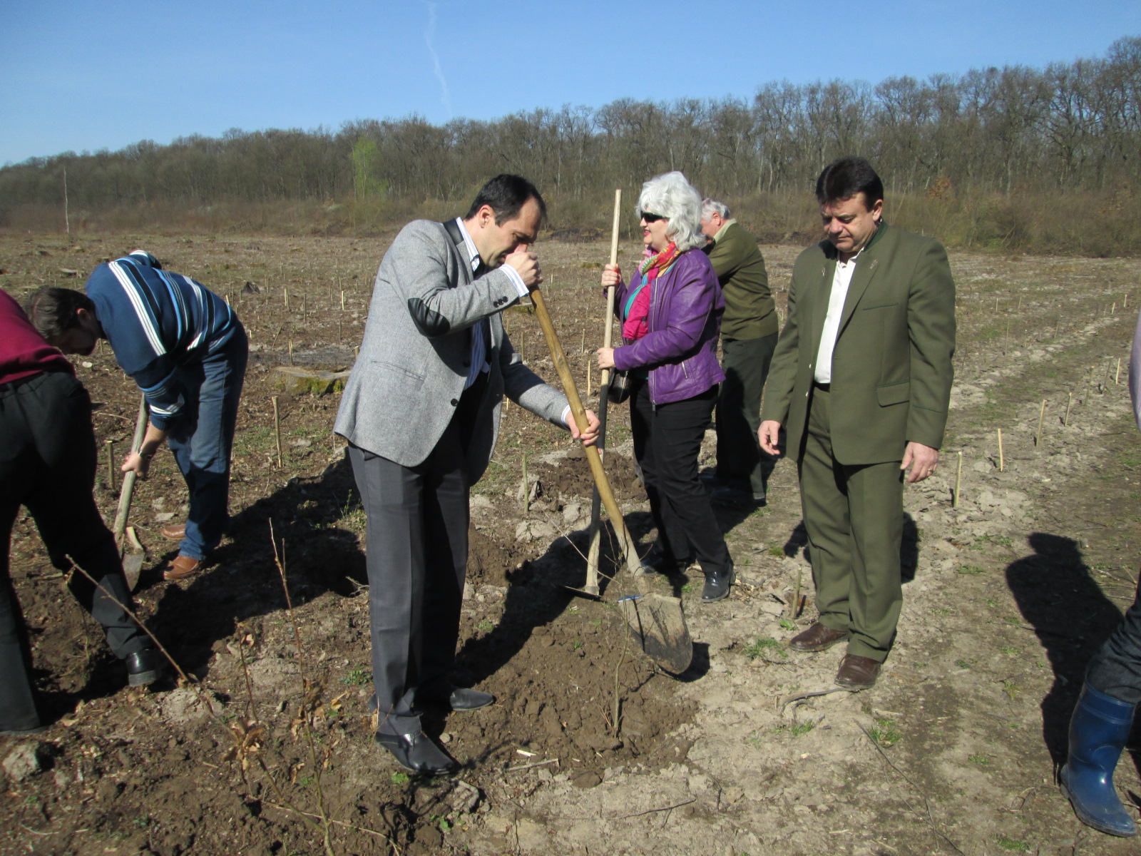 Pe santierul silvic din apropiere de Viile Satu Mare puetii au fost plantati de reprezentantii institutiilor satmarene