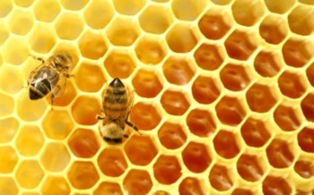 Productia de miere din acest va fi sub 70% din media anuala inregistrata in Romania