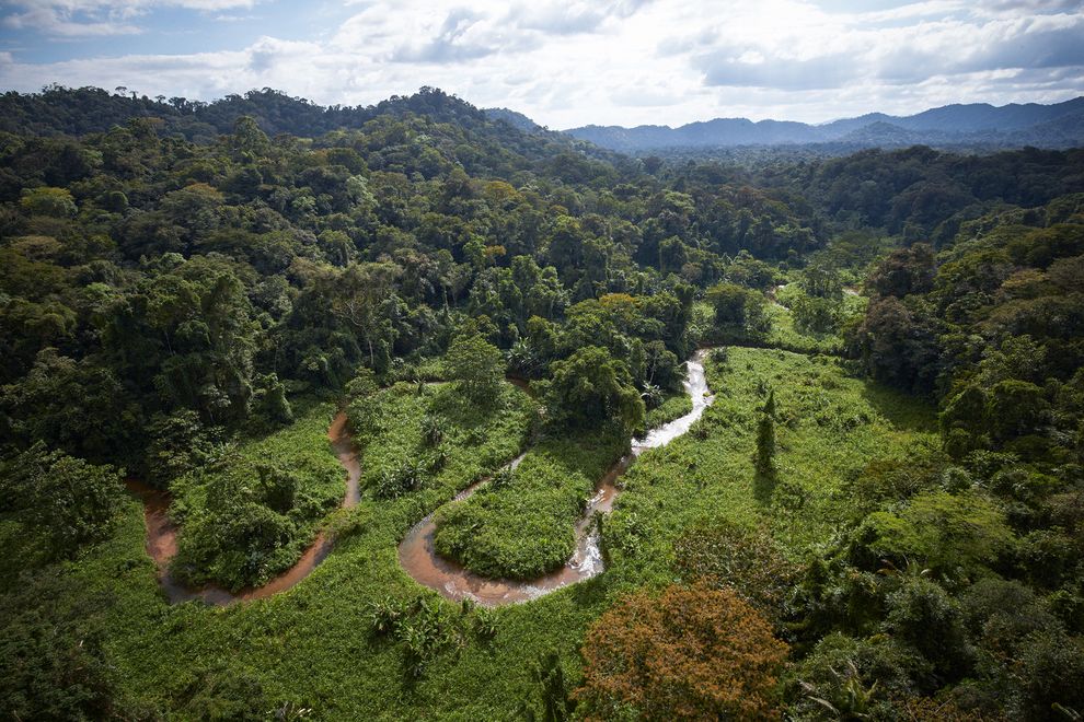 Jungla din Honduras