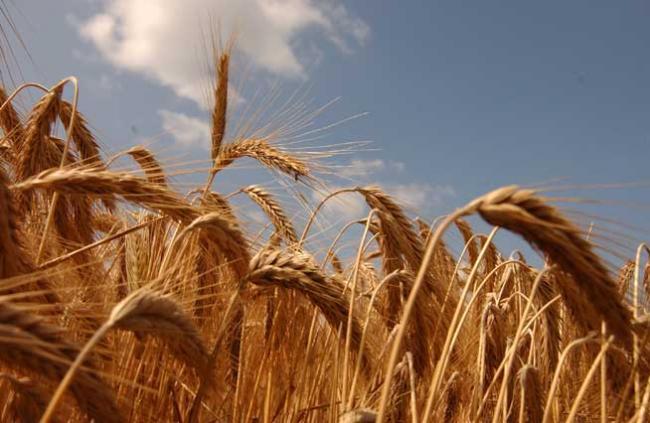 Romania a inregistrat uedent in comertul cu produse agroalimentare