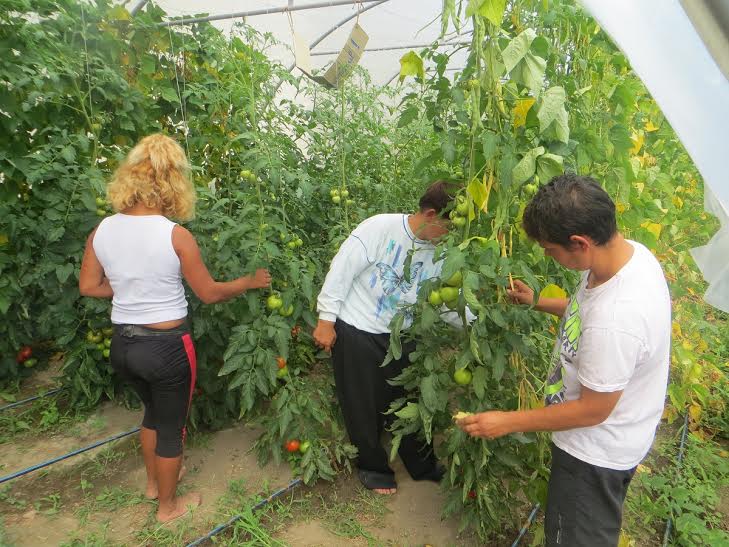 Anul trecut, printr-o inițiativă demarată în cadrul Proiectului ‘’Start pentru incluziune socială prin muncă‘’, tinerii străzii au început activitatea în grădinile și solariile Asociației Stea