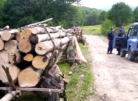 furt de lemne interceptat de jandarmi