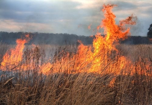 incendiu de vegetatie uscata in judetul Satu Mare