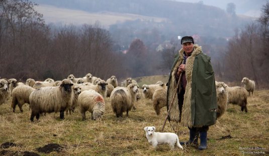 Creşterea oilor pare să fie de interes