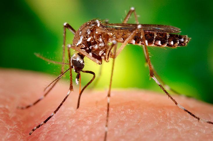 Virusul Zika, o urgenţă la nivel global