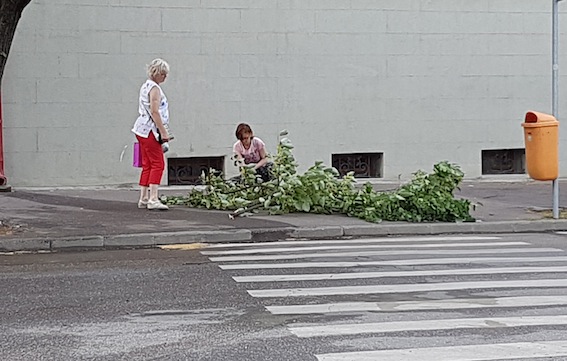 Doua satmarence au cules flori de tei de pe o creanga cazuta la pamant, pe strada Micu Klein, in urma furtunii