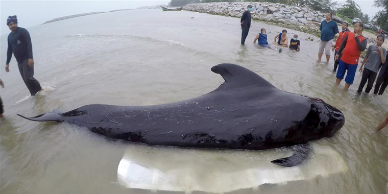 Balena înecată cu plastic