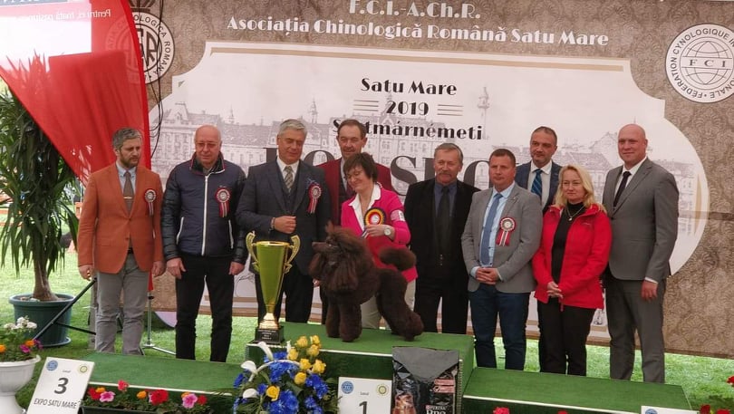 Un Pudel din Slovacia a câștigat titlul de cel mai frumos câine din cele două zile de expoziții canine de la Satu Mare