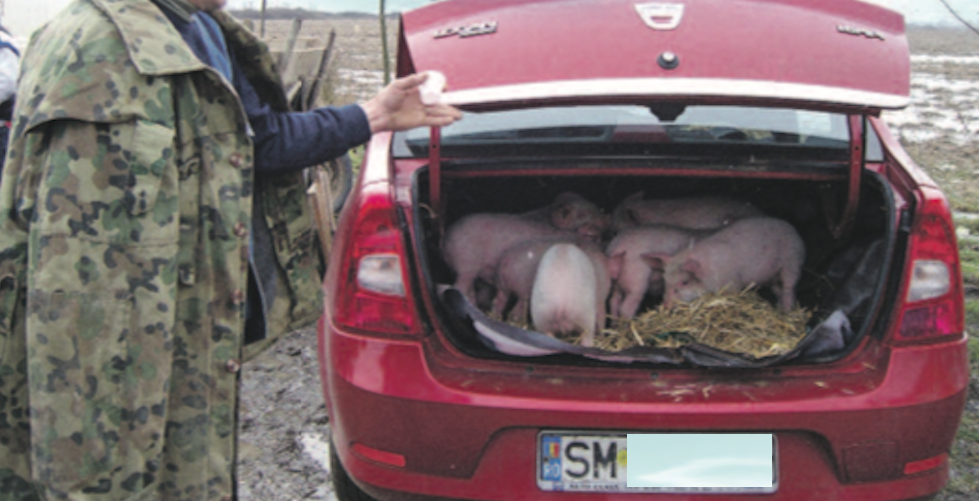 La multa ricevuta da un abitante del villaggio che ha macellato un maiale e venduto la carne – L’Information du Jour