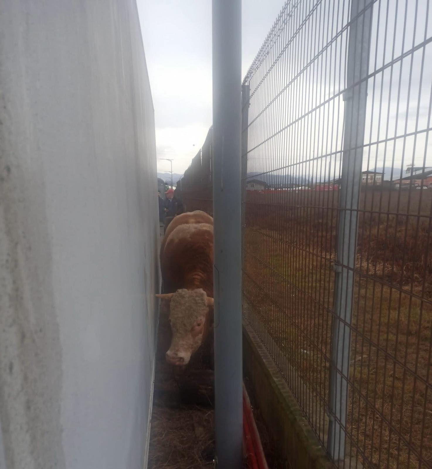 FOTO: Un taur scăpat de la abator a intrat în curtea unei firme