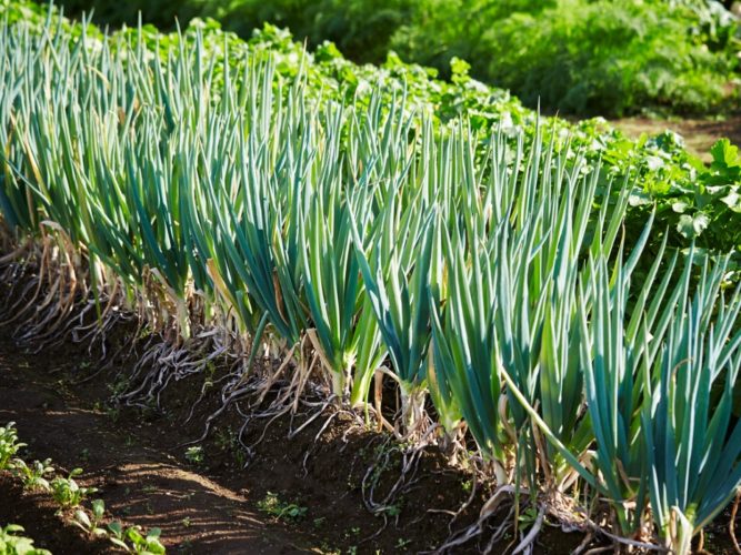 Ghid de cultivare a cepei verzi: De la plantare la recoltare