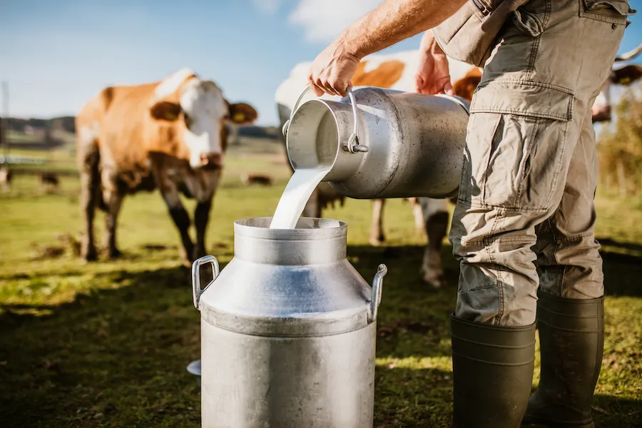 Unii fermierii sătmăreni primesc 1,6 lei/litru de lapte,  iar alţii cu 60 de bani mai mult
