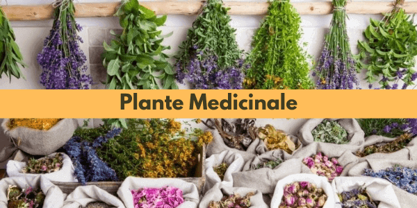 Plante Medicinale: alegerea corectă