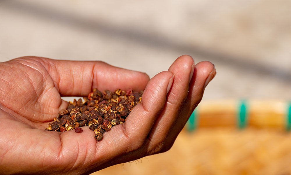 Boabele de piper de Sichuan sunt coji de semințe uscate ale unor arbuști unici de frasin înțepător. Originar din provincia de sud-vest a Chinei, numit colectiv Huajiao. Rude apropiate se găsesc și în regiunea Himalaya, nordul Indiei, Thailanda și Taiwan.