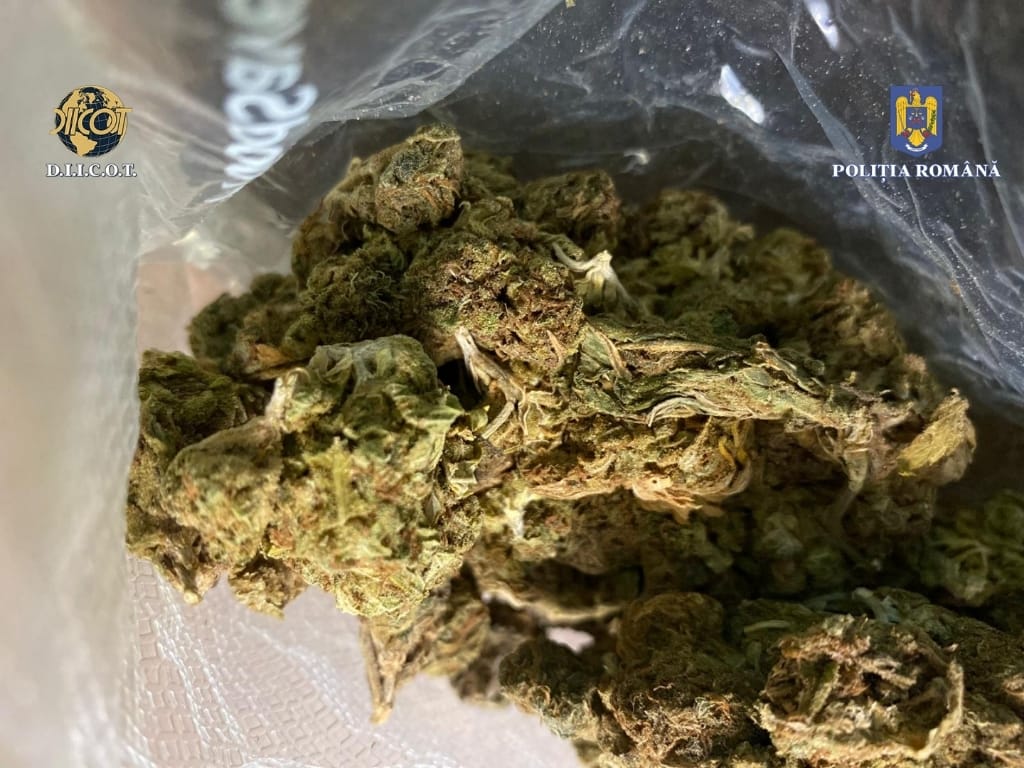 FLAGRANT ÎN BAIA MARE: Maramureşean şi spaniol, prinşi cu 1 kg de cannabis (foto)