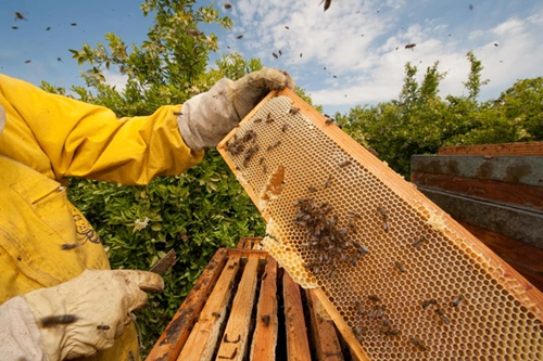 De la albine la sănătate: Explorând puterea “Lăptișorului de Matcă”
