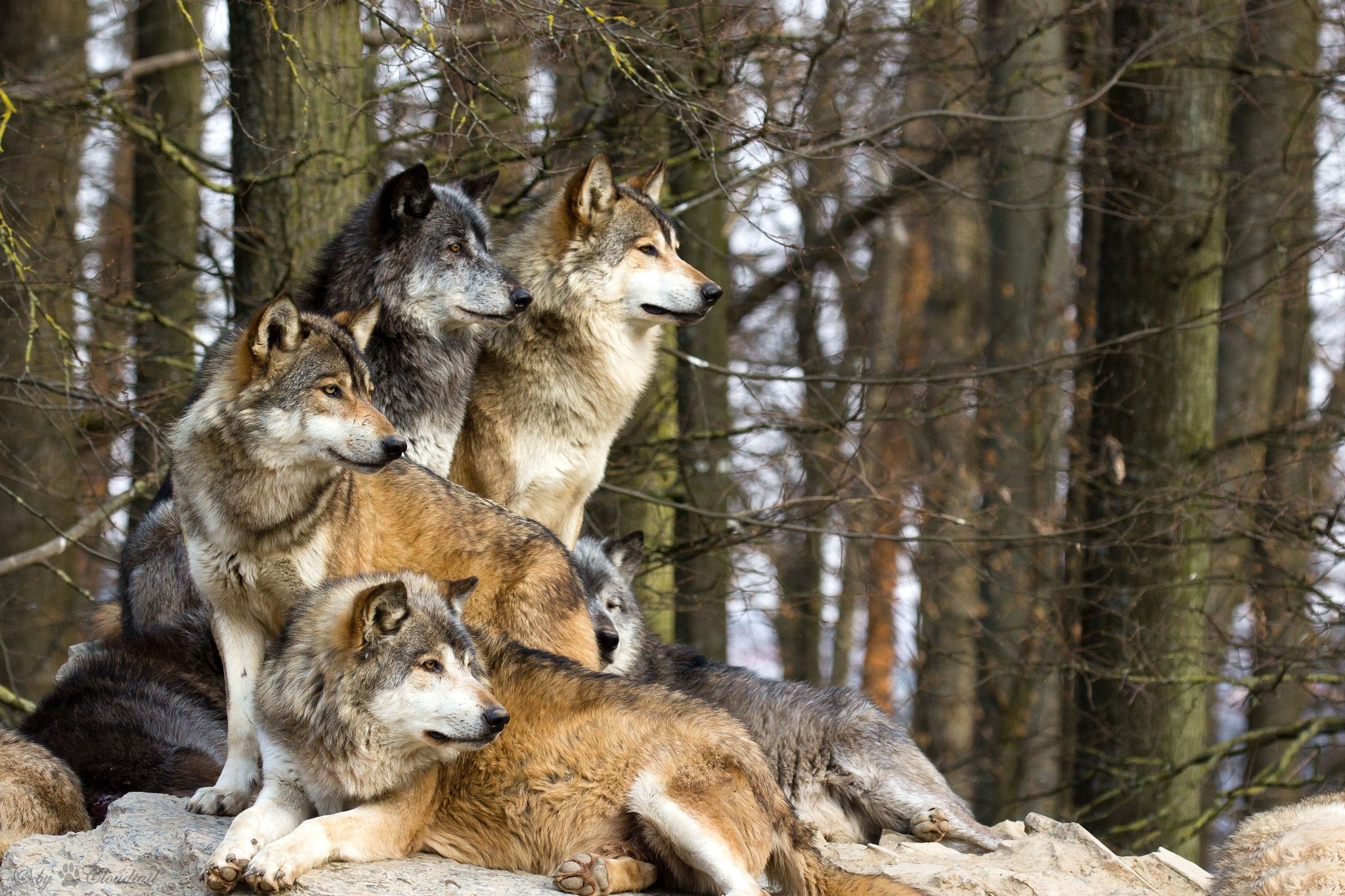 O haită de lupi atacă gospodăriile din zona Valea Bercului – Tășnad