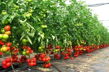 33,69 milioane euro pentru sprijinirea micilor producători de legume