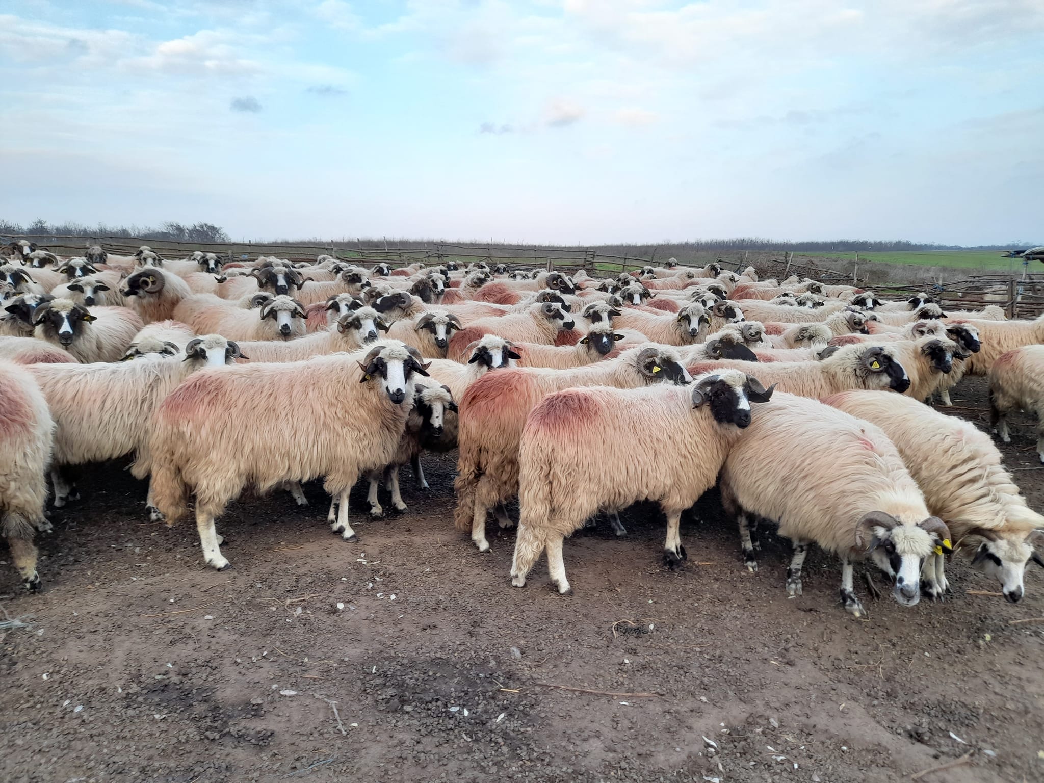 Fermierii au solicitat modificarea condițiilor de eligibilitate în cazul sprijinului cuplat zootehnic la ovine