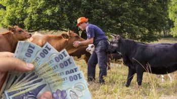 Fermierii crescători de animale reclamă pierderi consistente în urma modificării schemelor de plată la păşuni