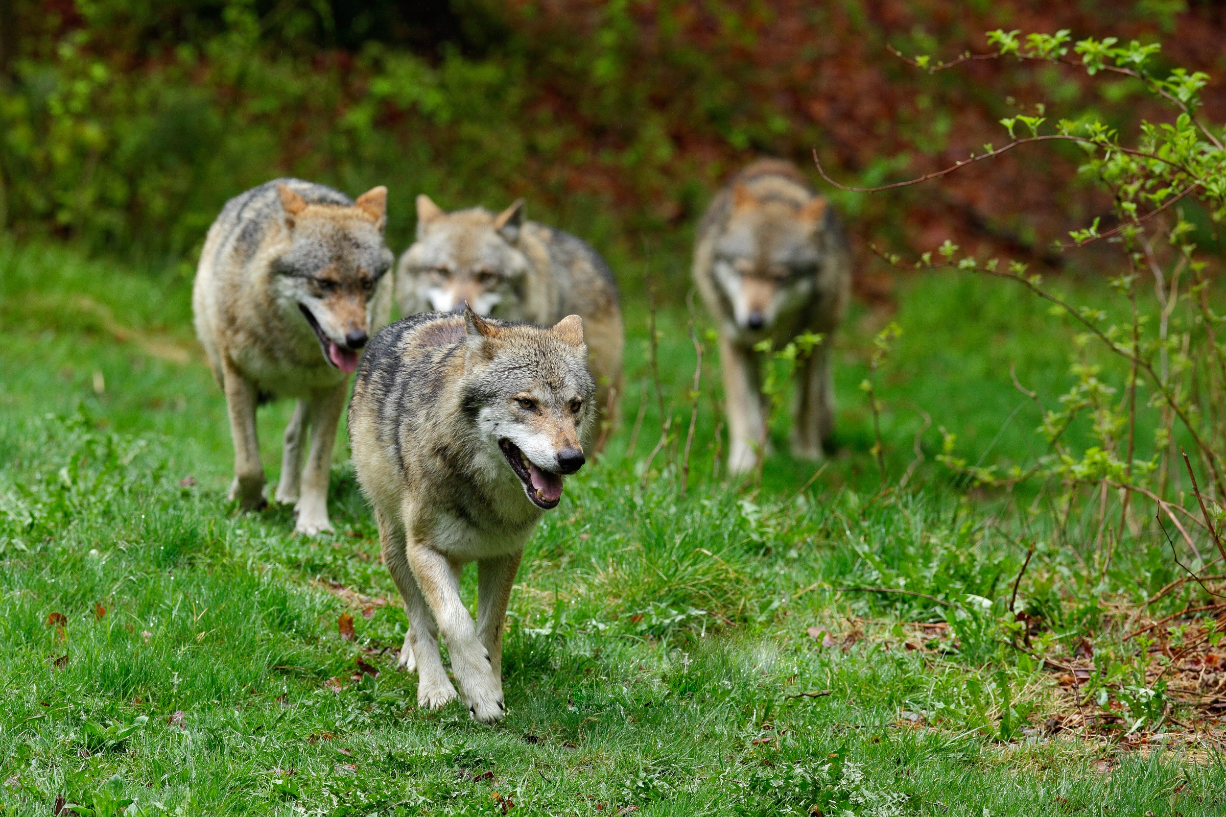 În UE sunt 19.000 de lupi care atentează uneori la animalele din ferme și păduri