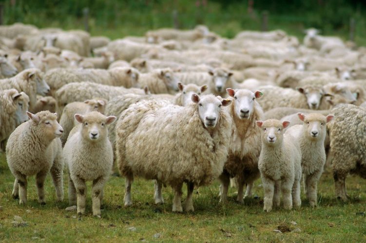 Schimbări în acordarea SCVZ la ovine și caprine: Noile cerințe și excepțiile