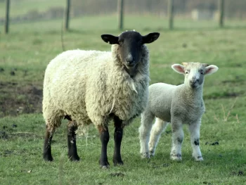 Specialiştii MADR au definitivat termenii şi condiţiile pentru SCZ ovine şi caprine în anul 2024