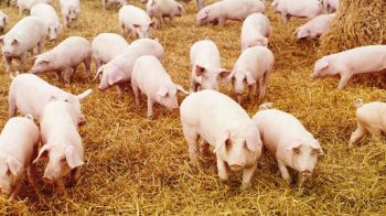Prețul porcului de casă este mai ridicat în comparație cu cel al porcului crescut în fermele comerciale.