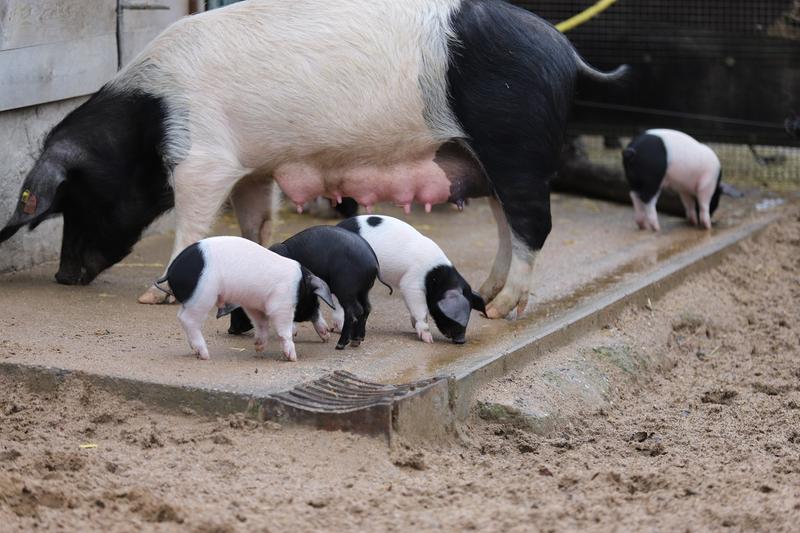 MADR propune alocarea de fonduri pentru reproducţia porcilor din rasele Mangaliţa şi Bazna