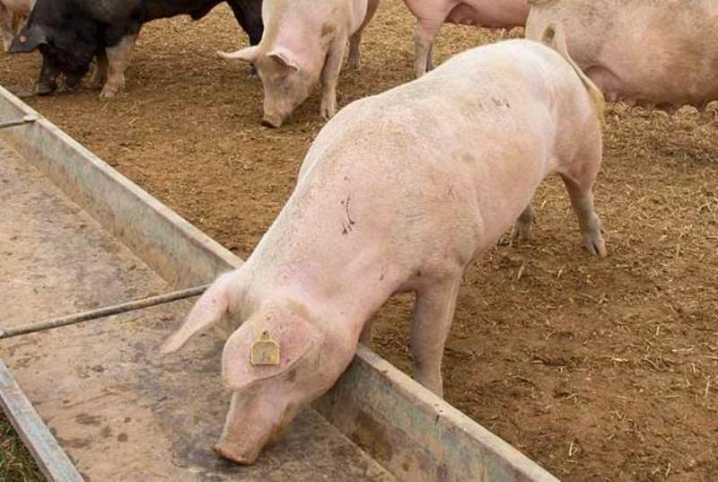 Trei fermieri din Nadișul Hododului, Bercu și Sărăuad, sancționați pentru comercializarea de animale fără  documente