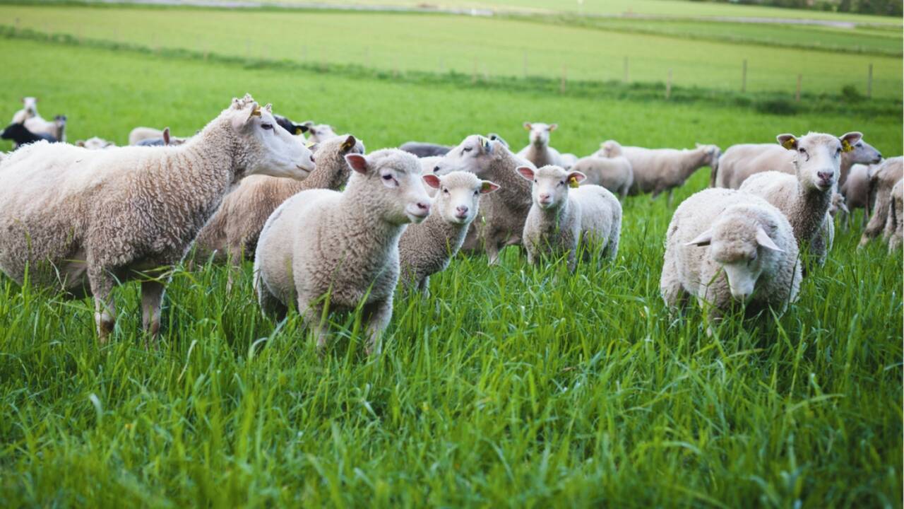 Ministerul Agriculturii  a stabilit efectivele minime de oi şi capre