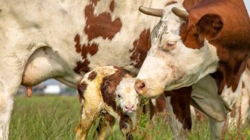 În acest an, Ministerul Agriculturii va reduce ANT-ul pentru bovinele de lapte