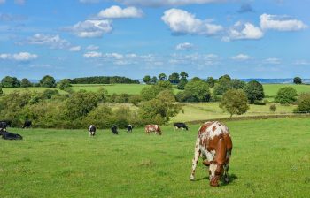 Caietul de păşunat şi condiţiile de obţinere a subvenţiei pentru păşunatul extensiv al bovinelor